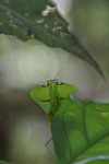 Leaf-mimicking praying mantis [suriname_1015]