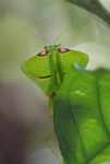 Leaf-mimicking praying mantis [suriname_1019]