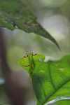 Leaf-mimicking praying mantis [suriname_1020]