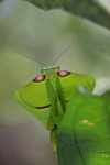 Leaf-mimicking praying mantis [suriname_1020a]