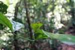 Leaf-mimicking praying mantis [suriname_1023]