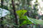 Leaf-mimicking praying mantis [suriname_1023a]