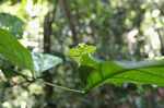Leaf-mimicking praying mantis [suriname_1024]