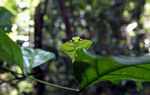 Leaf-mimicking praying mantis [suriname_1024b]
