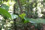Leaf-mimicking praying mantis [suriname_1025]