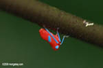Hot pink and turquoise nymph of some leafhopper