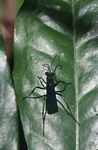 Black wasp [suriname_1050]