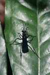 Black wasp [suriname_1051]