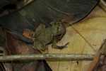 Leaf mimicking toad [suriname_1058]