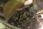 Harlequin toad (Atelopus spumarius) [suriname_1092]