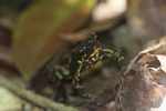 Harlequin toad (Atelopus spumarius) [suriname_1093]
