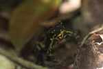 Harlequin toad (Atelopus spumarius) [suriname_1095]