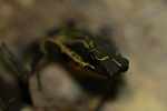 Harlequin toad (Atelopus spumarius) [suriname_1134]