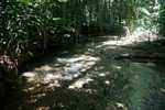 Rainforest creek in Brownsberg Nature Park