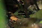 Three-striped poison arrow frog (Epipedobates trivittatus) [suriname_1143]
