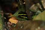 Three-striped poison arrow frog (Epipedobates trivittatus)