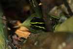 Three-striped poison arrow frog (Epipedobates trivittatus) [suriname_1145]
