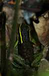 Three-striped poison arrow frog (Epipedobates trivittatus) with tadpoles on its back [suriname_1146]