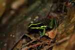 Three-striped poison arrow frog (Epipedobates trivittatus) with tadpoles on its back