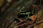 Three-striped poison arrow frog (Epipedobates trivittatus) [suriname_1152]