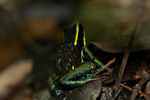 Three-striped poison arrow frog (Epipedobates trivittatus) with tadpoles on its back [suriname_1153]
