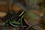 Three-striped poison arrow frog (Epipedobates trivittatus) [suriname_1154]