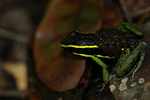 Three-striped dart poison frog (Epipedobates trivittatus) with tadpoles on its back