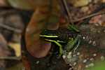 Three-striped poison dart frog (Epipedobates trivittatus) [suriname_1161]