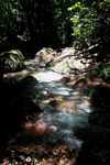 Roaring rainforest stream
