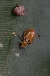 Orange beetle [suriname_1190]