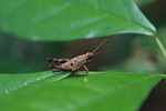 Light brown grasshopper with purple antennae [suriname_1198]