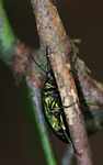 Iridescent green beetle [suriname_1206]