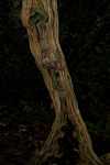 Monkey ladder liana splitting [suriname_1241]