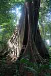 Canopy tree with buttress roots [suriname_1247]
