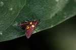 Rust-colored moth with yellow and red markings and a black fringe [suriname_1253]