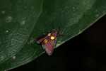 Rust-colored moth with yellow and red markings and a black fringe [suriname_1254]