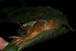 Caterpillar rolled in a leaf