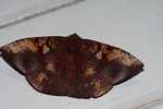 Mottled moth