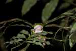 Giant Monkey Frog (Phyllomedusa bicolor) [suriname_1351]