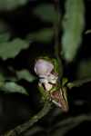 Giant Monkey Frog (Phyllomedusa bicolor) [suriname_1353]