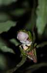 Giant Monkey Frog (Phyllomedusa bicolor) [suriname_1355]
