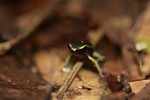 Poison dart frog [suriname_1444]