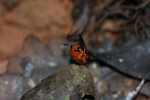 Red-orange beetle [suriname_1465]