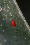 Red beetle [suriname_1498]