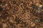 Termites [suriname_1504]