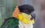 Black-headed parrot (Pionites melanocephala) [suriname_1546]