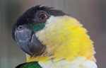 Black-headed parrot (Pionites melanocephala) [suriname_1553]