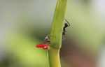 Ants feeding from a plant nectary