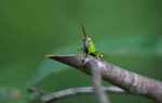 Green grasshopper [suriname_1623]