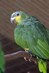 Orange-winged Amazon parrot